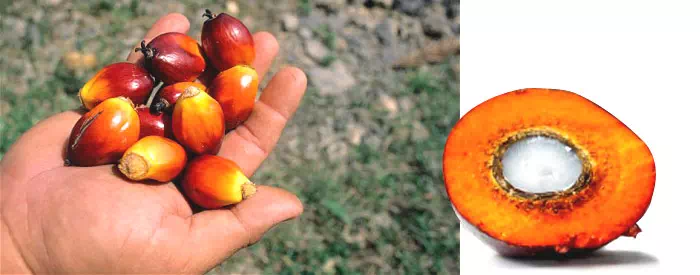 Proses Pembuatan Minyak Goreng Kelapa Sawit