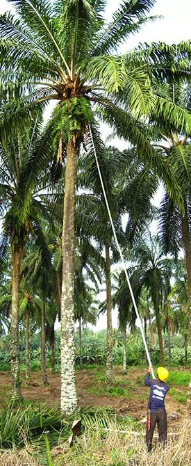 Panen kelapa sawit